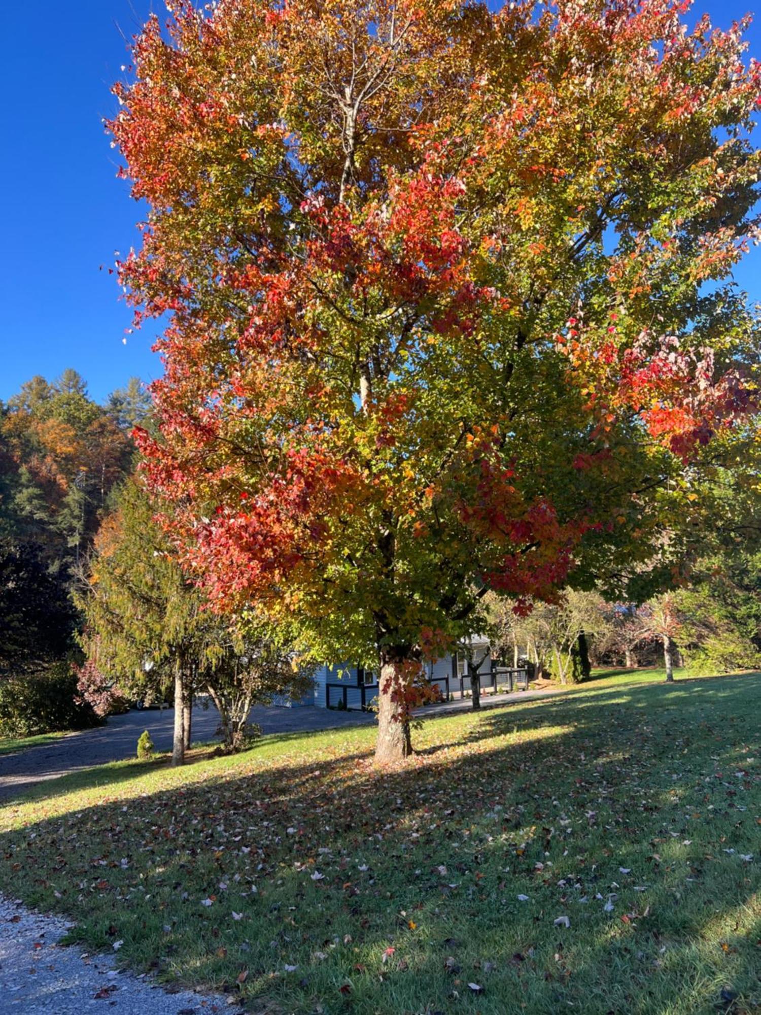 Firefly Fields 2-Acres With Guest House, Game Room, Mountain & River Views Sevierville Eksteriør bilde